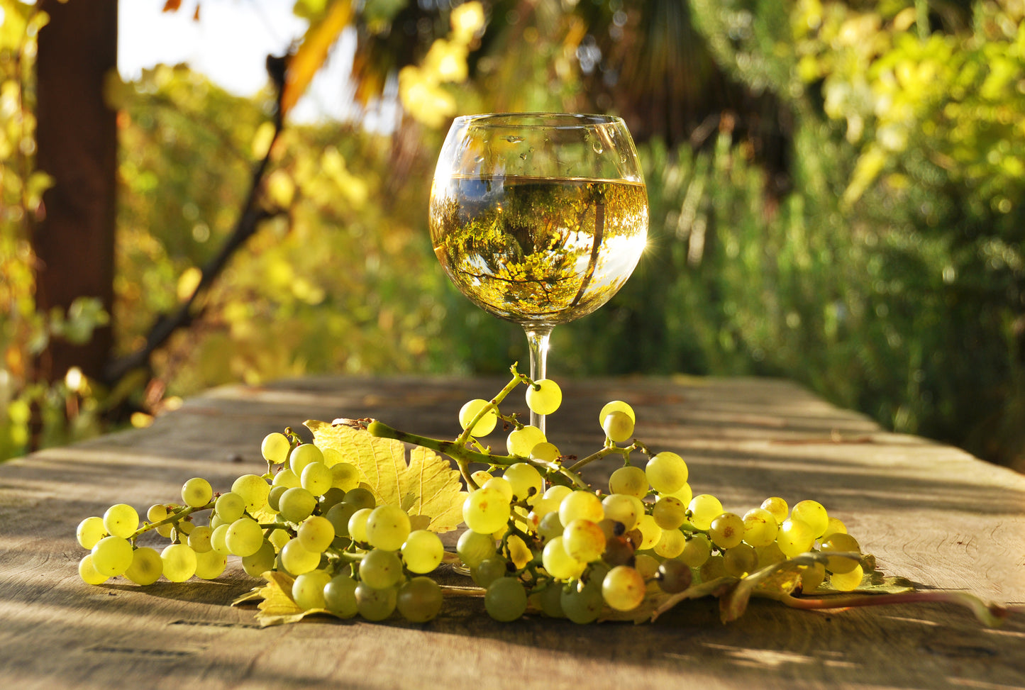 Vinsmagning 29. oktober kl 18.30 med vine fra bourgogneproducenten Maison Paul Manevey